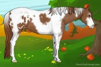Horse Color:Chestnut Sabino Tobiano Appaloosa 