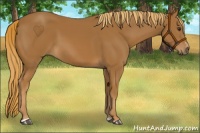 Horse Color:Chestnut Sabino
