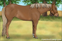 Horse Color:Chestnut Rabicano