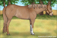 Horse Color:Chestnut Rabicano 
