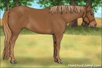 Horse Color:Chestnut Rabicano 