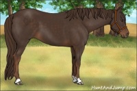 Horse Color:Liver Chestnut 