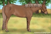 Horse Color:Chestnut Rabicano 