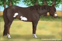 Horse Color:Liver Chestnut Frame 