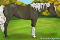Horse Color:Midnight Silver Buckskin 