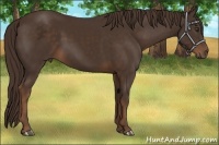 Horse Color:Liver Chestnut 