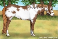 Horse Color:Chestnut Frame