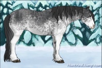 Horse Color:White Spotted Blue Roan Rabicano and White Spotted Blue Roan Rabicano