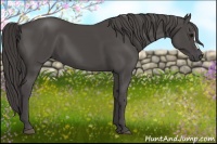 Horse Color:Smoky Black