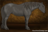 Horse Color:Smoky Black
