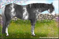 Horse Color:White Spotted Black