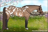 Horse Color:Bay Dun Appaloosa Brindle 