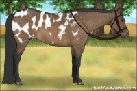 Horse Color:Brown Dun Blanket Brindle 