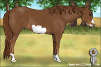 Horse Color:Gray Chestnut Frame 