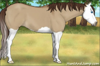 Horse Color:Gray Red Dun Splash