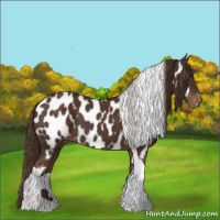 Horse Color:Liver Chestnut Tobiano Appaloosa