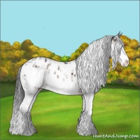 Horse Color:Bay Sabino Appaloosa 