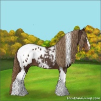 Horse Color:Liver Chestnut Sabino Tobiano Blanket Rabicano 