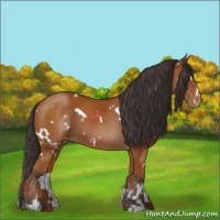 Horse Color:White Spotted Bay Sabino Appaloosa