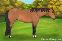 Horse Color:Bay 