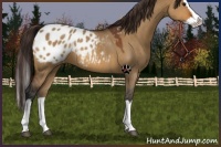 Horse Color:Bay Dun Sabino Splash Appaloosa 