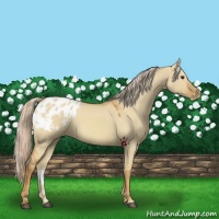 Horse Color:Palomino Dun Varnish 