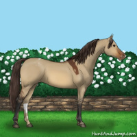 Horse Color:Bay Dun Appaloosa 