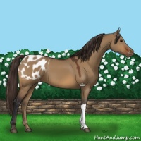 Horse Color:Bay Dun Appaloosa 