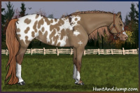 Horse Color:Liver Red Dun Appaloosa