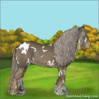 Horse Color:White Spotted Chocolate Palomino Sabino Appaloosa Rabicano
