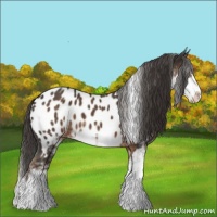 Horse Color:Liver Chestnut Sabino Appaloosa 