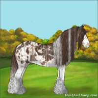 Horse Color:Liver Red Dun Roan Splash and White Spotted Liver Chestnut Splash Appaloosa