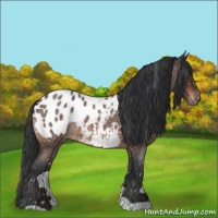 Horse Color:Brown Roan Appaloosa 