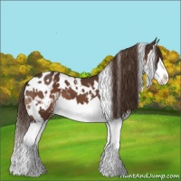 Horse Color:White Spotted Liver Chestnut Splash Appaloosa 