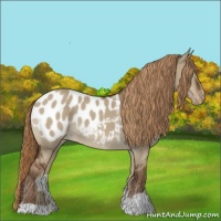 Horse Color:Liver Red Dun Appaloosa
