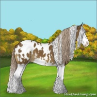 Horse Color:White Spotted Chocolate Palomino Splash Appaloosa