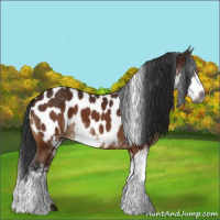 Horse Color:Gray Buckskin Sabino Near Leopard 