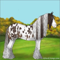 Horse Color:White Spotted Liver Chestnut Splash Appaloosa 