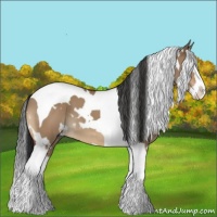 Horse Color:White Spotted Bay Dun Splash Tobiano 
