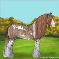 Horse Color:White Spotted Liver Red Roan Splash  and White Spotted Liver Red Dun Roan Splash 
