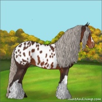Horse Color:Silver Brown Appaloosa