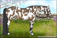 Horse Color:Brown Dun Near Leopard Brindle 