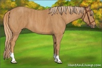 Horse Color:Chestnut  Brindle