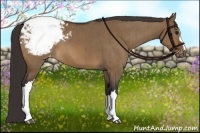 Horse Color:Brown Dun Appaloosa Brindle 