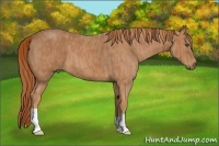 Horse Color:Red Roan Brindle