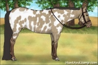 Horse Color:Liver Red Dun Appaloosa Brindle
