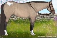 Horse Color:Bay Dun Varnish Brindle
