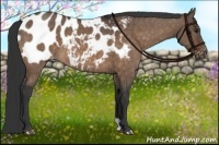 Horse Color:Brown Dun Blanket Brindle 
