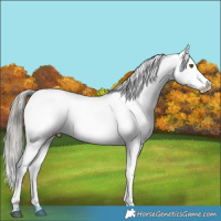 Horse Color:Liver Red Dun Mushroom Appaloosa Brindle 