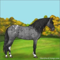 Horse Color:Blue Roan Varnish 